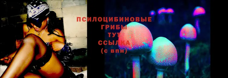 Псилоцибиновые грибы Psilocybe  Нюрба 